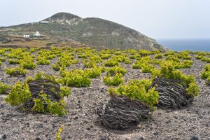 Santorini,Vineyard,On,Lava,Soil,Next,To,The,Sea