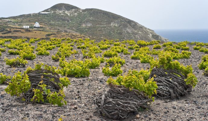 Santorini wine region with vines on lava soil near the coastline