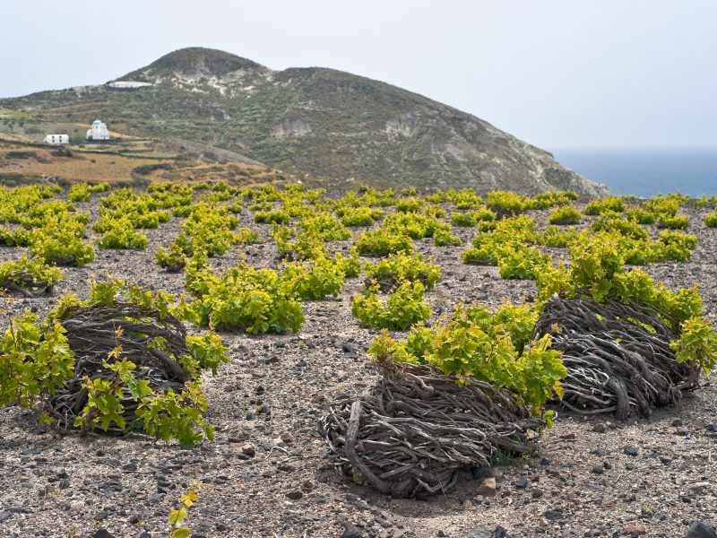 Santorini wine region with vines on lava soil near the coastline