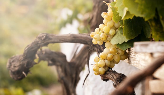 Bunch of White Grapes in the Vineyard Santorini Greece