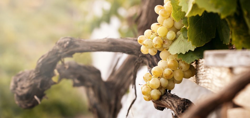 Bunch of White Grapes in the Vineyard Santorini Greece
