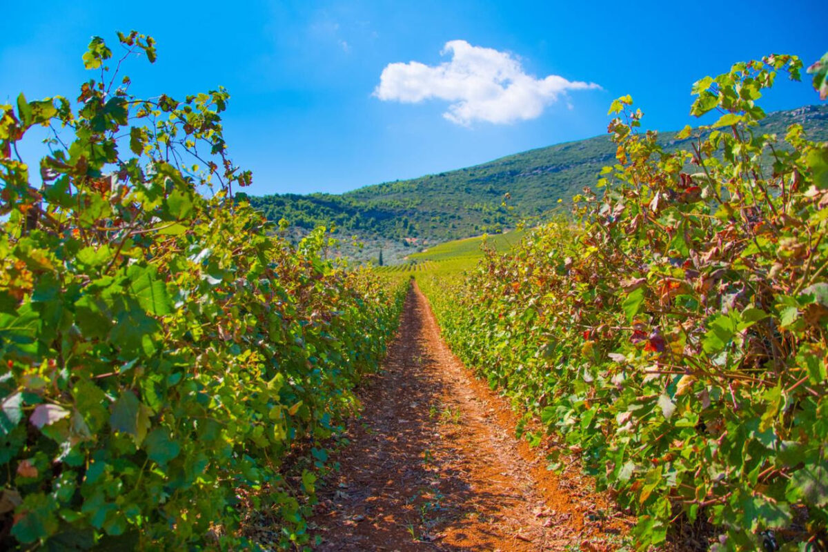 wine